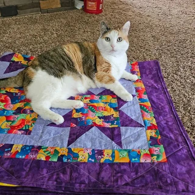 Cats For Berkley