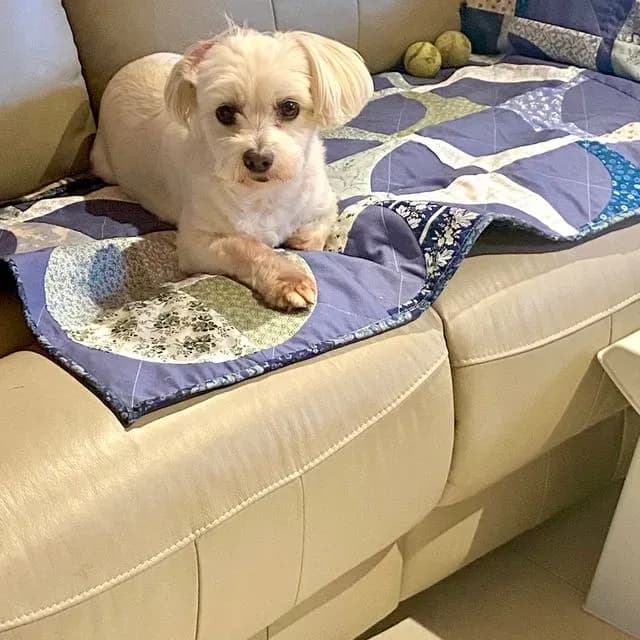 From Ugly Drunkard To Doggo Blanket