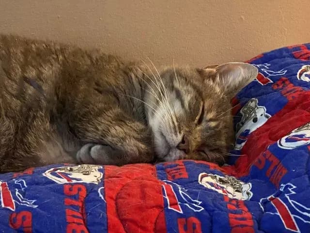 Most used quilt