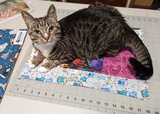15 Rescue Kitty Cat Crate Mats for Donation