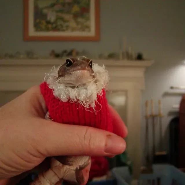Tex’s Christmas Vest