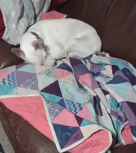 "Charisma" Dorm Room Triangle Quilt