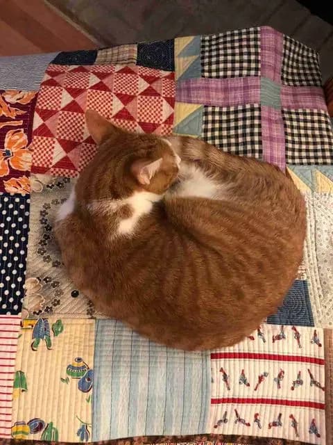 cat's